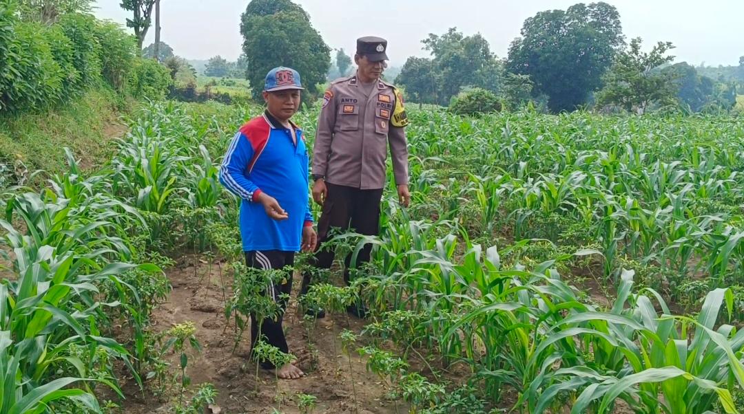 Bhabinkamtibmas Mojolebak Sambangi Lahan Jagung Warga, Dorong Perawatan Tanaman di Musim Penghujan
