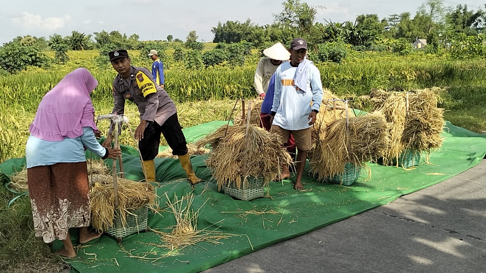 Dukung Ketahanan Pangan, Bhabinkamtibmas Jatirowo Sambangi dan Bantu Petani Panen Padi