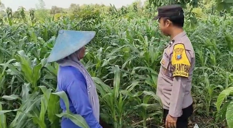 Bhabinkamtibmas Gunungsari: Jagung Subur, Harga Stabil, Petani Untung